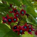 Clerodendrum trichotomum Frucht