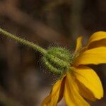 Madia elegans Flower