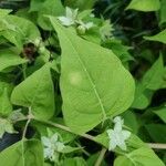 Mirabilis longiflora Blad