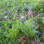 Pedicularis rostratospicata 形态