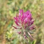 Trifolium purpureum Flower