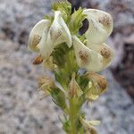 Pedicularis contorta Λουλούδι