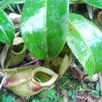 Nepenthes ampullaria Leaf