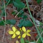 Brassica fruticulosa Flor