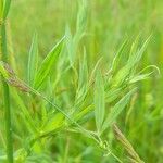 Lathyrus pratensis Folha