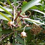 Syzygium jambos Фрукт