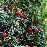 Taxus cuspidata Habit