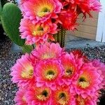 Echinocereus coccineus Φύλλο