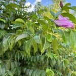 Cryptostegia madagascariensis Leaf