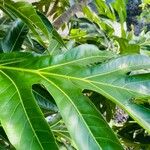 Artocarpus altilis Hostoa