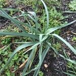 Allium longispathum عادت داشتن