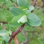 Sibiraea laevigata Leaf