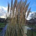 Cortaderia selloana Fleur