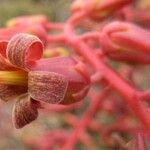 Tylecodon paniculatus Flor