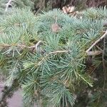 Cedrus atlantica Feuille