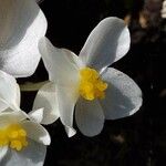 Begonia cucullata Flor