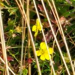 Potentilla erectaÇiçek