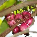 Syzygium cymosum Fruit