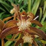 Cymbidium tracyanum List