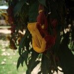 Thunbergia mysorensis Blüte