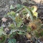 Arctium minusFlower