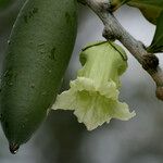 Crescentia portoricensis