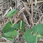 Aristolochia paucinervis Blad