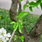 Prunus mahaleb Ліст