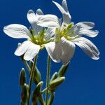 Cerastium tomentosum Λουλούδι