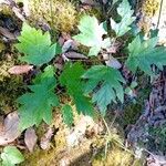 Torminalis glaberrimaFeuille