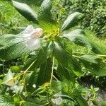 Impatiens tinctoria Лист