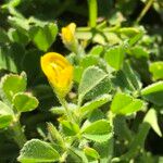 Medicago truncatula Flower