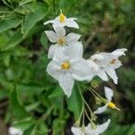 Solanum jasminoides Кветка