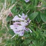 Astragalus danicus Blüte