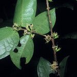 Cassipourea guianensis Fruit