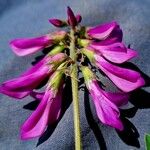 Hedysarum hedysaroides Flower