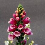 Digitalis thapsi Pokrój