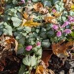 Lamium maculatumFlower