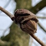 Corylus colurna Fruchs