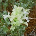 Salvia pachyphylla Habitus