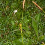 Carex distans Fruit