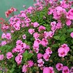 Diascia rigescens Květ