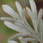 Artemisia absinthium 葉