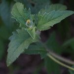 Tridax procumbens Folla