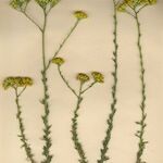 Vogtia annua Libunga