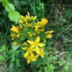 Hypericum hirsutum Fula
