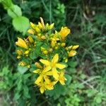 Hypericum hirsutum Fleur