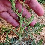 Parthenium hysterophorus Bark