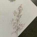 Agrostis capillaris Foglia