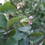 Symphoricarpos albusFlower